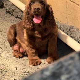 Cora - Cocker Spaniel
