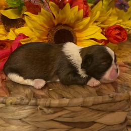 ALisha - Black gold and white female Shih Tzu puppy in Elgin, South Carolina from Silver Bells Paw Prints