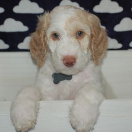 Gray Collar Boy (Jackon) - Poodle puppy in Sugar Hill, Georgia from Secret Cove Standard Parti Poodles