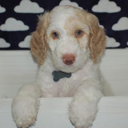 Gray Collar Boy (Jackon) - Poodle puppy in Sugar Hill, Georgia from Secret Cove Standard Parti Poodles