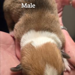 Puppy 2 - Fawn male Pembroke Welsh Corgi puppy in Buffalo, Wyoming from Diamond K Corgis