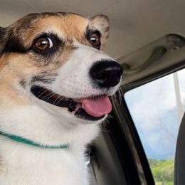 Wendy - American Corgi