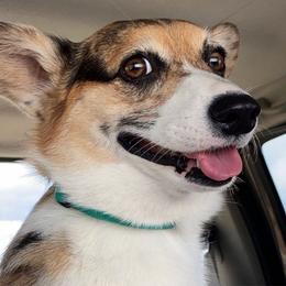Wendy - American Corgi
