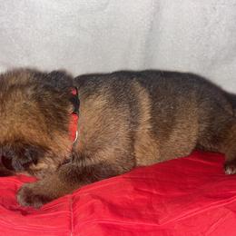Red - Sable male German Shepherd puppy in Carbondale, Kansas from T and M Elite Europeans German Shepherds