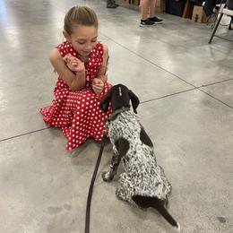 German Shorthaired Pointer Puppies from Chrishelle Farm