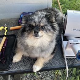 Luna - Pomeranian