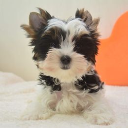 Biewer Terrier and Yorkshire Terrier Puppies from Niczarbiewers