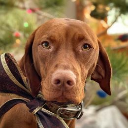 Ruby - Vizsla