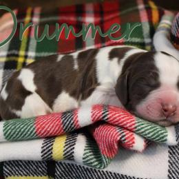 Drummer - Liver white and roan male English Springer Spaniel puppy in Barnstead, New Hampshire from C & S Farms