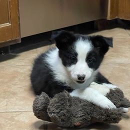 Fiona - Black and white Border Collie puppy in Guffey, Colorado from Sunset Ridge
