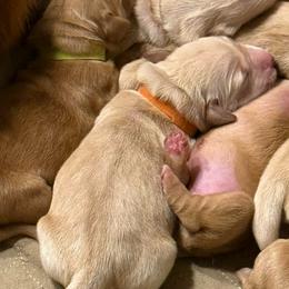 Orange collar - Golden male Golden Retriever puppy in Indianapolis, Indiana from ZuGolden Retrievers & Doodles