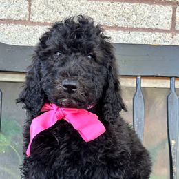 Boba - Black female Labradoodle puppy in Murray, Utah from Swann's Kennels