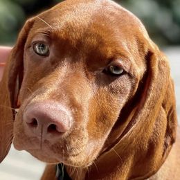 Vizslas from Vizsla of Florida