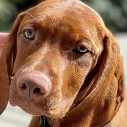 Vizslas from Vizsla of Florida