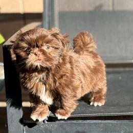 Professor - Chocolate male Shih Tzu puppy in Las Vegas, Nevada from Vegas Shih Tzus