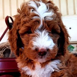 Cavapoos, Goldendoodles, and Poodles from Rosie Doodle Dandies