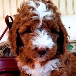 Cavapoos, Goldendoodles, and Poodles from Rosie Doodle Dandies