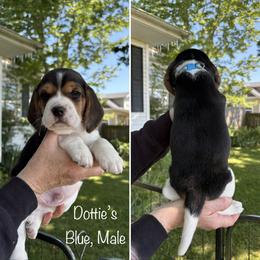 Dottie's Blue - Black red and white male Beagle puppy in Brownsville, Oregon from Beagles on the Run