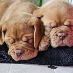 Dogue de Bordeaux and Whippet Puppies from Big and Little Wiggly Butts LLC