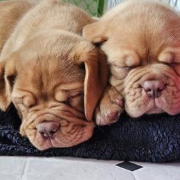 Dogue de Bordeaux and Whippet Puppies from Big and Little Wiggly Butts LLC