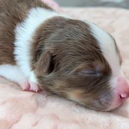 Hugs - red tri female - Red tri-color female Australian Shepherd puppy in Texas from Wray Aussies