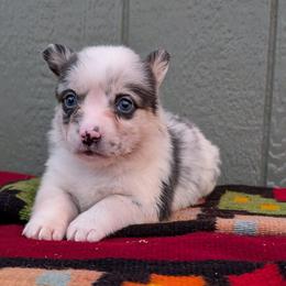 JonJon - Blue merle and white male American Corgi puppy in Shawnee, Oklahoma from Sunray Ranch