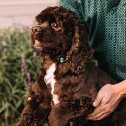 Moose - Cocker Spaniel