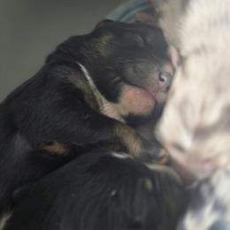 MINNIE Black tri (with tail) - Black tri-color female Australian Shepherd puppy in Rainsville, Alabama from Chaparro Farm