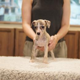 Milo - White and fawn brindle male Whippet puppy in Atlanta, Georgia from Sinaj