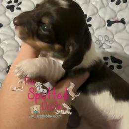 Larger pie gal - Chocolate and cream female Dachshund puppy in Mt. Pleasant, Texas from The Spotted Doxie