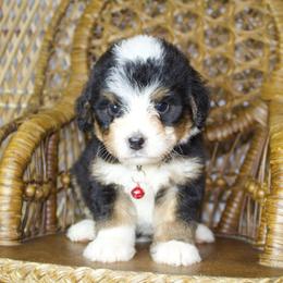 Coral Female - Tri-color female Bernedoodle puppy in Belgreen, Alabama from Scott’s Farm Poodles and Doodles