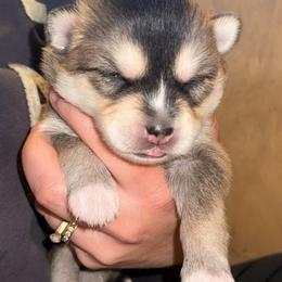 Ferrari - Wolf sable female Pomsky puppy in Greenfield, Minnesota from SRF Pomskies
