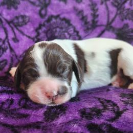 AKC Jenga - Brown and white female Cocker Spaniel puppy in New Market, Tennessee from Down in the Holler