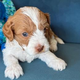 Stone - Blenheim male Cavapoo puppy in Yuciapa, California from AlltheDoodlez_