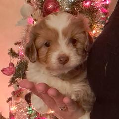 Milly - Aussiedoodle puppy from Brittany's Brats