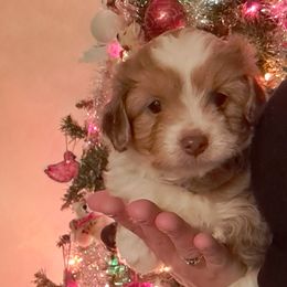 Milly - Aussiedoodle puppy from Brittany's Brats