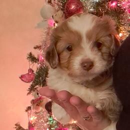 Milly - Aussiedoodle puppy from Brittany's Brats