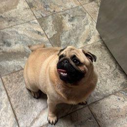 Estie - Pug
