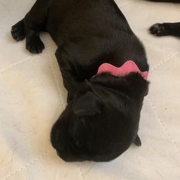 Giant Schnauzer, Miniature Schnauzer, and Standard Schnauzer Puppies from Die Nassen Baerte