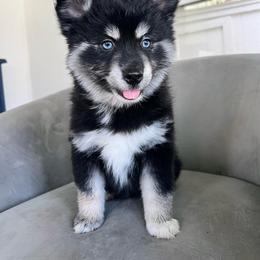 Luigi - Black and white male Pomsky puppy in Henderson, Kentucky from Paris Pomskies