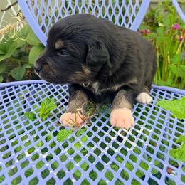 Raven - Black tri-color female Australian Shepherd puppy in Salem, Oregon from Steady Aim Aussies