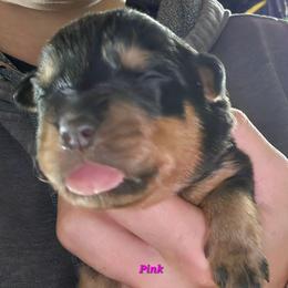 Pink - Black and mahogany female Rottweiler puppy in Tangent, Oregon from Raya's Royals