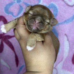 Ckc RUMI - Chocolate and tan female Shih Tzu puppy in Roseville, Michigan from Diamond Paws LLC