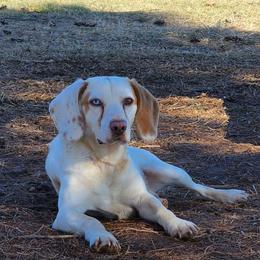 Cruz - Beagle