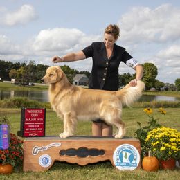 Intrepid - Golden Retriever