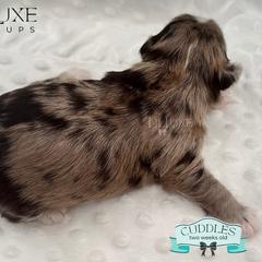 Morkie and Shorkie Puppies from Lil Luxe Pups