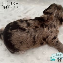 Morkie and Shorkie Puppies from Lil Luxe Pups