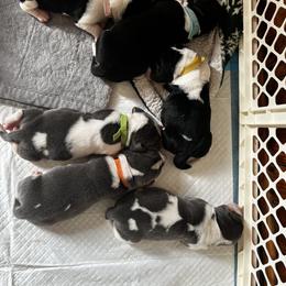Basset Hound Puppies from Laura Lankford