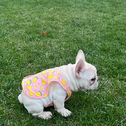 French Bulldog Puppies from The Midwest Frenchies