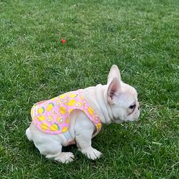 French Bulldog Puppies from The Midwest Frenchies